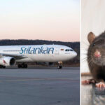The rat did not allow the Sri Lankan plane to fly for 3 days